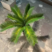 سیکاس|گل و گیاه طبیعی|رشت, بازار|دیوار