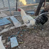 خروس لاری جوان تازه اذان گو شده