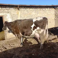 فروش گاو|حیوانات مزرعه|شیروان (خراسان), |دیوار