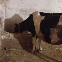 گاو نژاد دار همراه گوساله