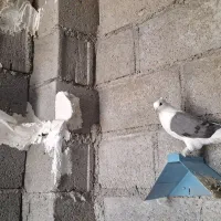 کبوتر بوشهری