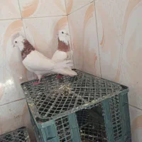 کبوتر طوقی