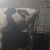 فروش گوساله جنس اصل سن یازده ماه