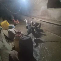 اردک اسرایلی