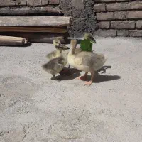 ۴عدد جوجه قازه ۳عدد ۲۰ روزه ۱ عدد ۱ماه