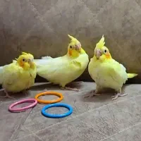 ۳تا جوجه عروس هلندی.تکی هم فروخته میشه .