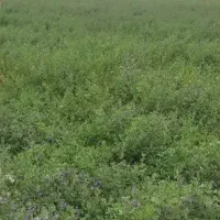 یونجه چین دوم