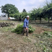 قطع درخت و خرید چوب آلات باغی