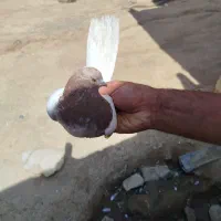 کفتر کبوتر