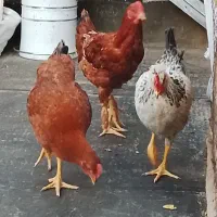 مرغ خروس تاقچه
