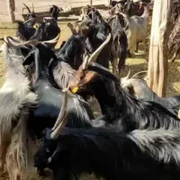 فروش بز آبستن