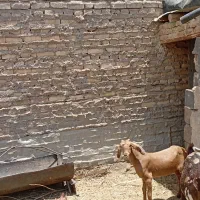 کره ماده