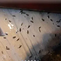 سمپاشی