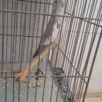 عروس هلندی