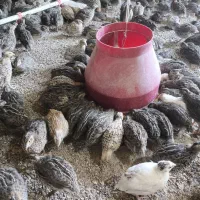 بلدرچین یک ماه