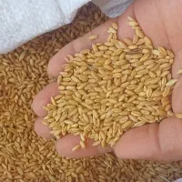 گندم|عمدهفروشی|بجنورد, |دیوار