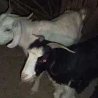 گوسفند فروش 55