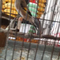 سره ماده دورگه نشون دار
