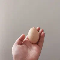 مرغ و خروس