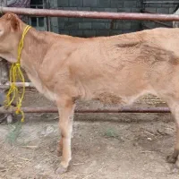 دوراس گوساله سیمنتال ولیموزین ماده