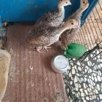 بوقلمون های یک ماهه دونه ای ۴۰۰