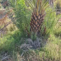 فروش نهال خرما پیارم