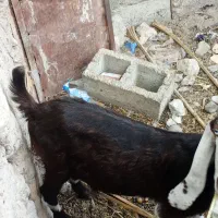 گوسفند گوش دراز  ماده