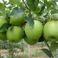 فروش سیب سبز  (سیب لبنانی)