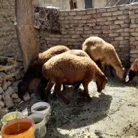 4 میش و قوچ بخته