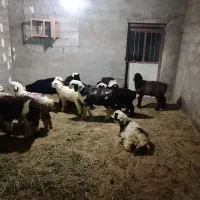 بره چاق نر و ماده