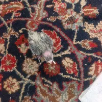 جوجه عروس هلندی