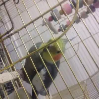 عروس هلندی سخنگو
