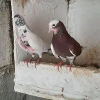 کفتر