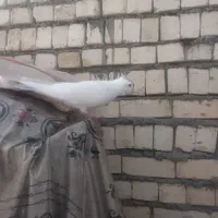 کفتر خالدم هفترنگ افغانی وخال شصتی