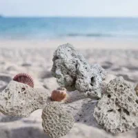 سنگ ، صدف و مرجان داخل آکواریوم تایلندی