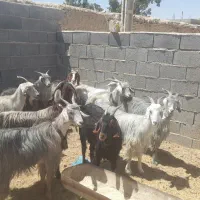 فروش 10بزجوان داشتی