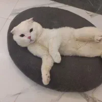 فروشی|گربه|شاهرود, |دیوار