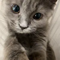 بچه گربه سه ماهه