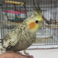 عروس‌هلندی‌نرسالم‌واهلی