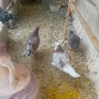 فروشی یکجا
