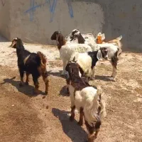 ماده بزغاله جنس بالا