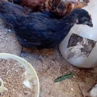 ۲۷تا جوجه ۴۷روزه
