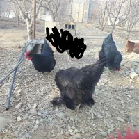 مرغ