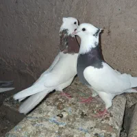 معاوضه طوقی
