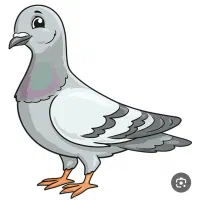 کبوتر پیدا شده مولوی شمالی