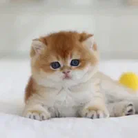 بچه گربه بریتیش و اسکاتیش گلد ny12