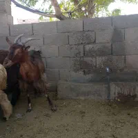 بز  چاق|حیوانات مزرعه|سنگان, |دیوار