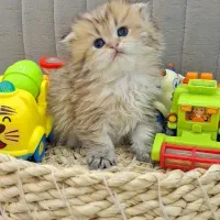 مجموعه گر به. خونگی جیگیلی مگولی