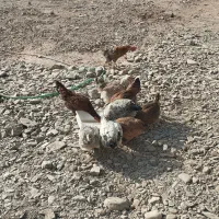 مرغ تخمگذار