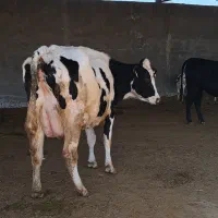 یک راس گاو شیری